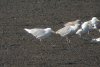 Larus sp. at Hole Haven Creek (Steve Arlow) (168404 bytes)